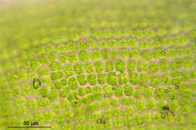 Attēlu rezultāti vaicājumam “Syntrichia latifolia”