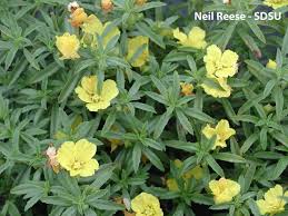 Attēlu rezultāti vaicājumam “Onagraceae”