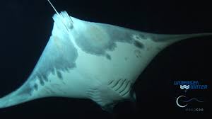 Image result for Mobula tarapacana