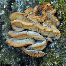 Attēlu rezultāti vaicājumam “Lentinellus ursinus”