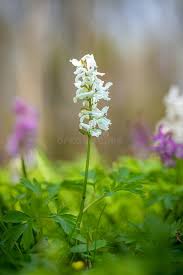 Attēlu rezultāti vaicājumam “Corydalis cava flower”