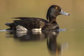 Attēlu rezultāti vaicājumam “Aythya fuligula male”