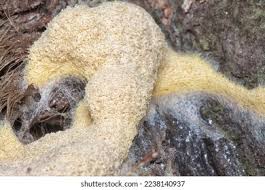 Attēlu rezultāti vaicājumam “Symphytocarpus flaccidus plasmodium”