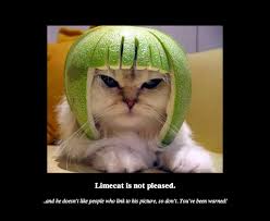 Image result for limecat