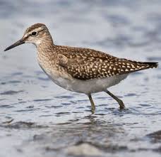 Attēlu rezultāti vaicājumam “Tringa glareola adult”