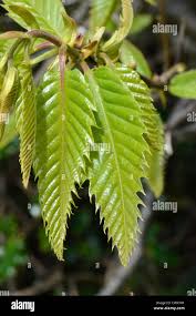 Attēlu rezultāti vaicājumam “Castanea sativa  leaf”