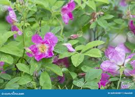 Attēlu rezultāti vaicājumam “Rosa majalis”