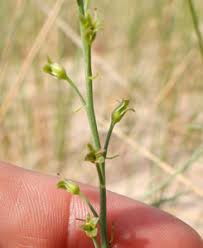 Attēlu rezultāti vaicājumam “Linaria loeselii fruit”