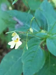 Attēlu rezultāti vaicājumam “Impatiens parviflora flower”