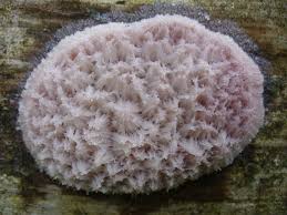 Attēlu rezultāti vaicājumam “Symphytocarpus flaccidus sessile”