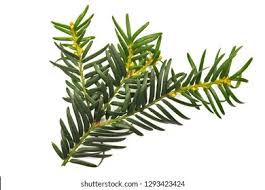 Attēlu rezultāti vaicājumam “Taxus baccata leaf”