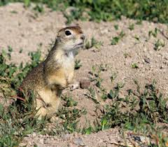 Картинки по запросу малый