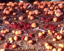 Attēlu rezultāti vaicājumam “Nectria cinnabarina”