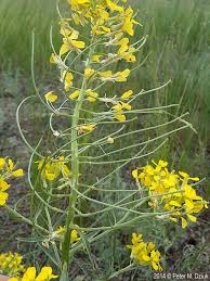 Attēlu rezultāti vaicājumam “Erysimum hieracifolium flower”