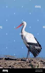 Attēlu rezultāti vaicājumam “Ciconia ciconia adult”