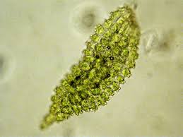 Attēlu rezultāti vaicājumam “Syntrichia”