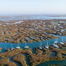 Image result for Essex Stragglers