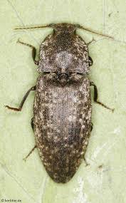 Attēlu rezultāti vaicājumam “Agrypnus murinus”