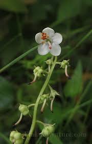 Attēlu rezultāti vaicājumam “Pyrolaceae”