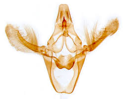 Attēlu rezultāti vaicājumam “Sciota adelphella”