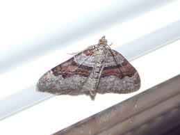 Attēlu rezultāti vaicājumam “Xanthorhoe designata”