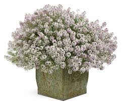 Image result for Alyssum diffusum