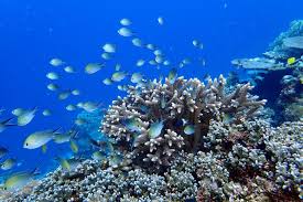 Image result for Petrus rupestris