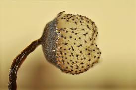 Attēlu rezultāti vaicājumam “Cribraria piriformis macro”