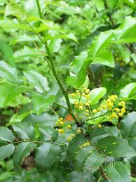 Attēlu rezultāti vaicājumam “Crataegus chlorosarca”