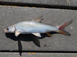 Image result for Mylopharodon conocephalus