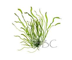 Attēlu rezultāti vaicājumam “Enteromorpha sp.”