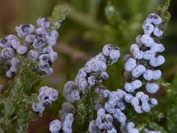 Attēlu rezultāti vaicājumam “Didymium melanospermum macro”