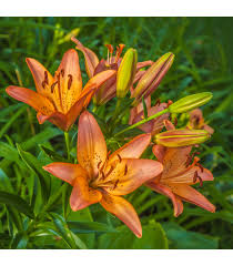 Image result for Lilie