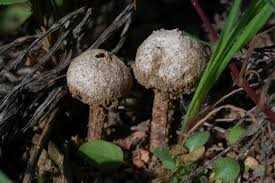 Attēlu rezultāti vaicājumam “Tulostoma fimbriatum”