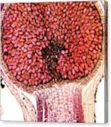 Attēlu rezultāti vaicājumam “Pellia epiphylla sporophyte”