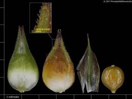 Attēlu rezultāti vaicājumam “Lycogala succineum sessile”