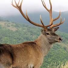 Attēlu rezultāti vaicājumam “Cervus elaphus”