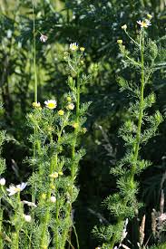 Attēlu rezultāti vaicājumam “Tripleurospermum inodorum leaf”
