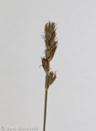 Attēlu rezultāti vaicājumam “Carex spicata”