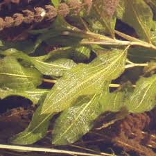 Attēlu rezultāti vaicājumam “Potamogeton lucens leaf”