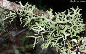 Attēlu rezultāti vaicājumam “Hypogymnia tubulosa”