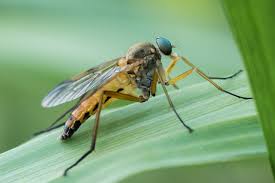 Attēlu rezultāti vaicājumam “Rhagionidae”