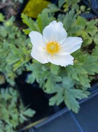 Attēlu rezultāti vaicājumam “Anemone sylvestris”