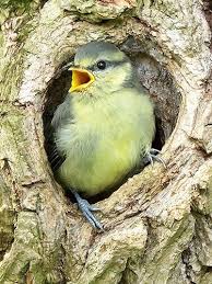 Attēlu rezultāti vaicājumam “Cyanistes caeruleus juvenile”