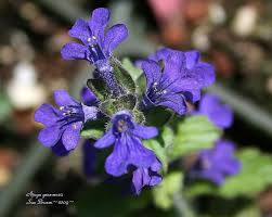 Attēlu rezultāti vaicājumam “Ajuga genevensis flower”
