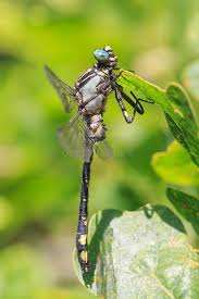 Attēlu rezultāti vaicājumam “Gomphus vulgatissimus”