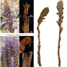 Attēlu rezultāti vaicājumam “Orobanche coerulescens flower”