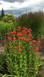 Image result for Lychnis chalcedonica `Dusky Salmon`