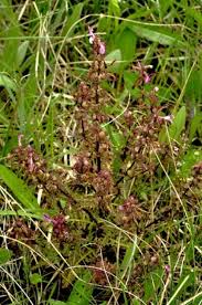 Attēlu rezultāti vaicājumam “Pedicularis palustris flower”