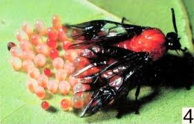 Attēlu rezultāti vaicājumam “Argidae”